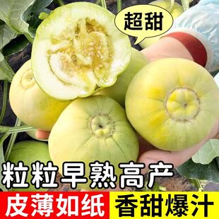 日本甜宝甜瓜种子特大正品冰糖甜瓜本地香瓜甜瓜苗四季超甜香瓜籽