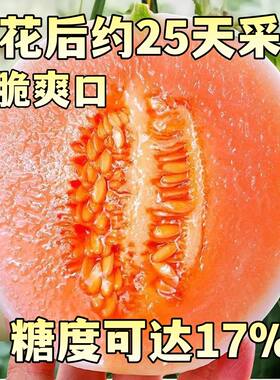 白皮红肉甜瓜种子甜红玉2号甜瓜种籽哈密瓜种孑四季早熟 香瓜种孑