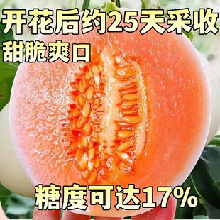 白皮红肉甜瓜种子甜红玉2号甜瓜种籽哈密瓜种孑四季早熟 香瓜种孑