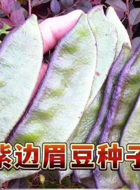 老品种紫边眉豆种子大宽扁豆角种籽搭架爬藤蛾眉豆芸豆早熟农家