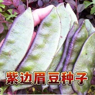 老品种紫边眉豆种子大宽扁豆角种籽搭架爬藤蛾眉豆芸豆早熟农家