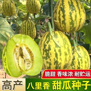 八里香甜瓜种子中早熟蔬菜瓜果种子籽香味浓特甜蜜瓜小院家庭种植