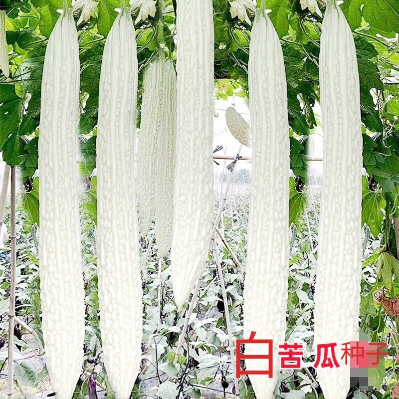 老品种白苦瓜种子长白苦瓜种籽高产农家四季蔬菜种子耐寒春秋季种