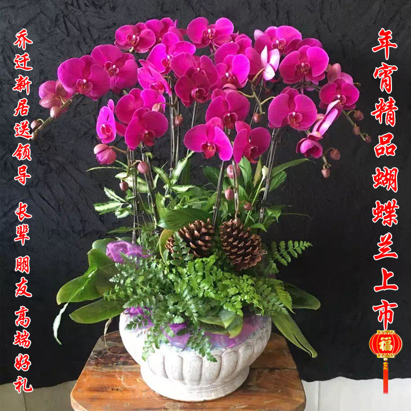 杭州鲜花速递蝴蝶兰盆栽花卉办公乔迁送礼长辈新年宵同城实体花店