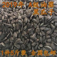 黑珍珠小瓜子葵花子油葵籽鹦鹉鸟食仓鼠零食鸟粮鸽粮五斤包邮