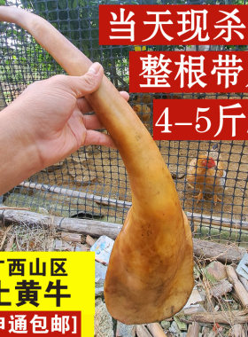 牛尾巴新鲜整根带皮原切散养黄牛尾巴5斤现杀牛尾骨煲汤牛尾4-5斤