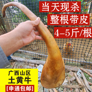 牛尾巴新鲜整根带皮原切散养黄牛尾巴5斤现杀牛尾骨煲汤牛尾4-5斤