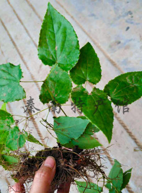 秦岭淫羊藿种苗淫羊藿根茎种子仙灵脾种子包邮