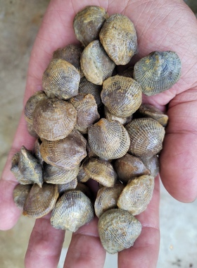 古生物化石无洞贝原石教学科普收藏教材天然奇石