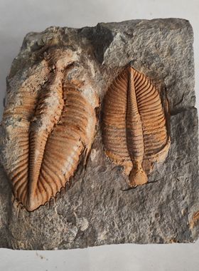 三叶虫古生物王冠虫化石天然原石标本动物摆件礼物科普教学收藏