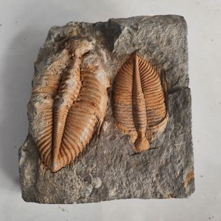 三叶虫古生物王冠虫化石天然原石标本动物摆件礼物科普教学收藏