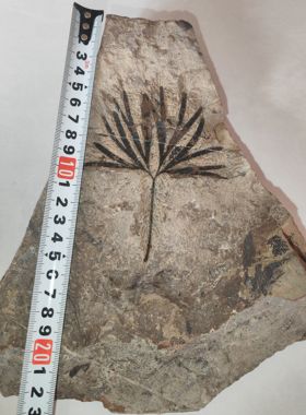 古生物化石植物化石侏罗纪银杏叶摆件科普教学收藏标本天然原石