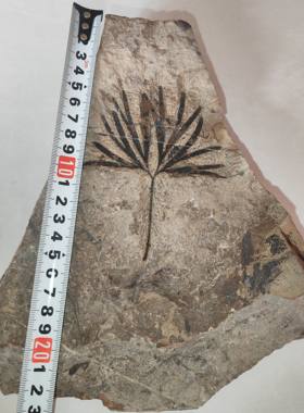 古生物化石植物化石侏罗纪银杏叶摆件科普教学收藏标本天然原石