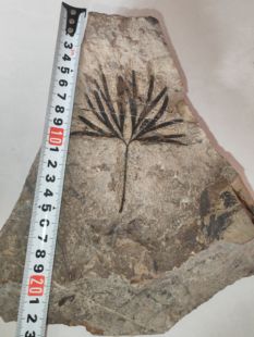 古生物化石植物化石侏罗纪银杏叶摆件科普教学收藏标本天然原石