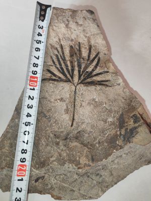 古生物化石植物化石侏罗纪银杏叶摆件科普教学收藏标本天然原石