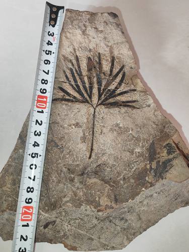 古生物化石植物化石侏罗纪银杏叶摆件科普教学收藏标本天然原石