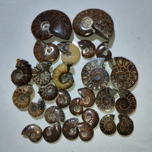 古生物化石斑彩螺菊石羊角螺菊石切片原石科普收藏教材天然奇石