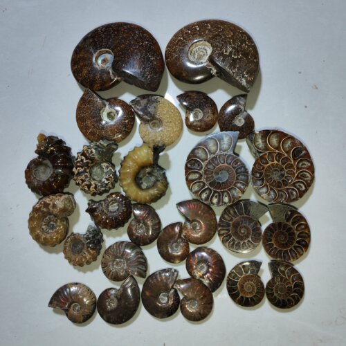 古生物化石斑彩螺菊石羊角螺菊石切片原石科普收藏教材天然奇石