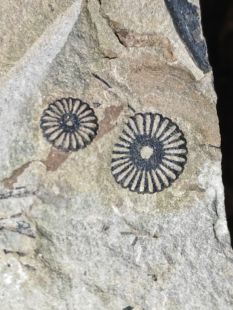 古生物化石植物化石 木贼科普教学收藏标本摆件天然原石摆件