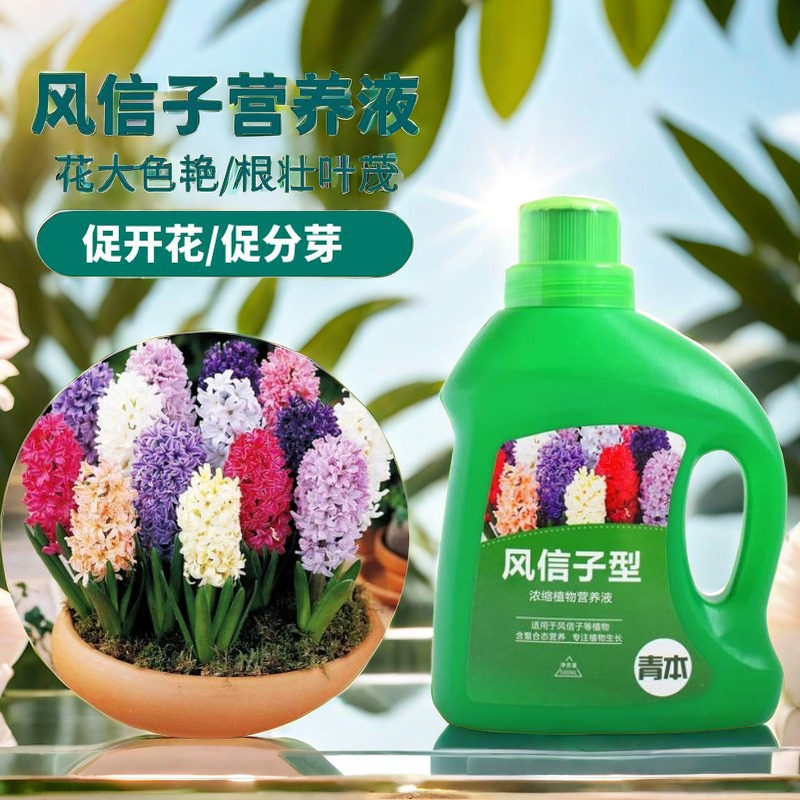 风信子营养液种球爆芽风信子肥料专用肥花肥水培植物郁金香营养液