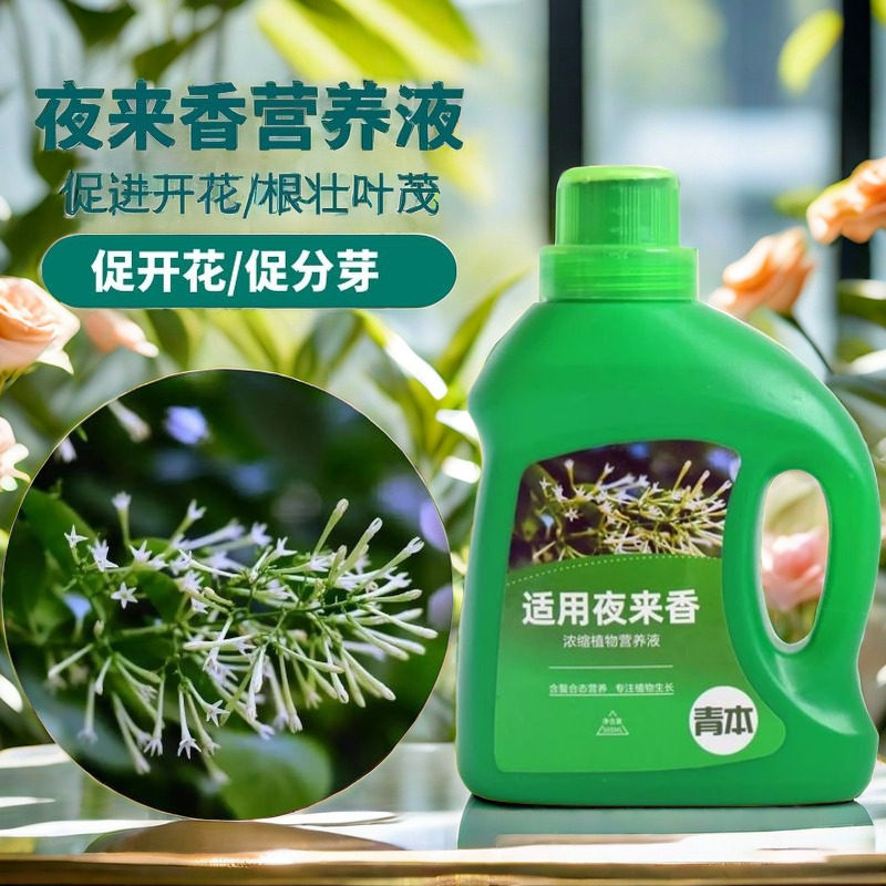 夜来香营养液专用肥料夜来香营养液花肥盆栽绿植水培植花卉通用型