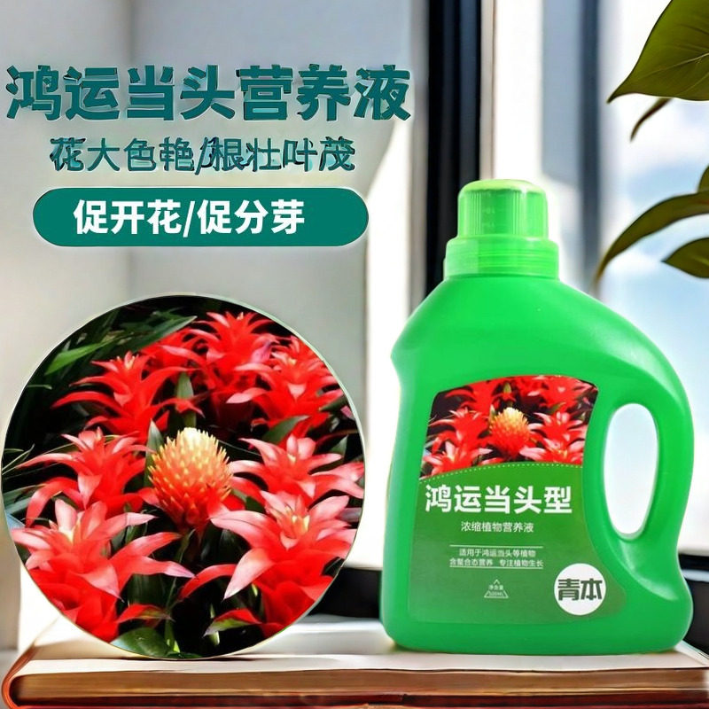 鸿运当头营养液花肥鸿运当头肥料专用肥盆栽促开花凤梨水溶液体肥