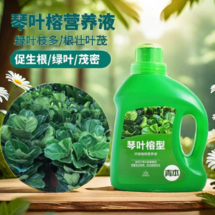 琴叶榕营养液花肥锈斑病黄叶落叶大琴叶榕肥料专用肥水溶液体肥料