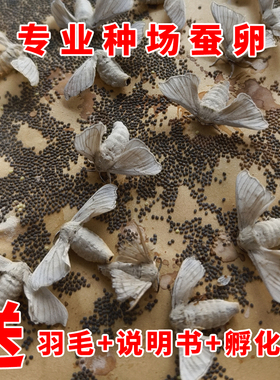 （新种）蚕卵春蚕卵蚕宝宝卵茧蚕卵蚕蚕卵蚕种蚕子活体新鲜桑叶