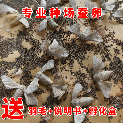 （新种）蚕卵春蚕卵蚕宝宝卵茧蚕卵蚕蚕卵蚕种蚕子活体新鲜桑叶