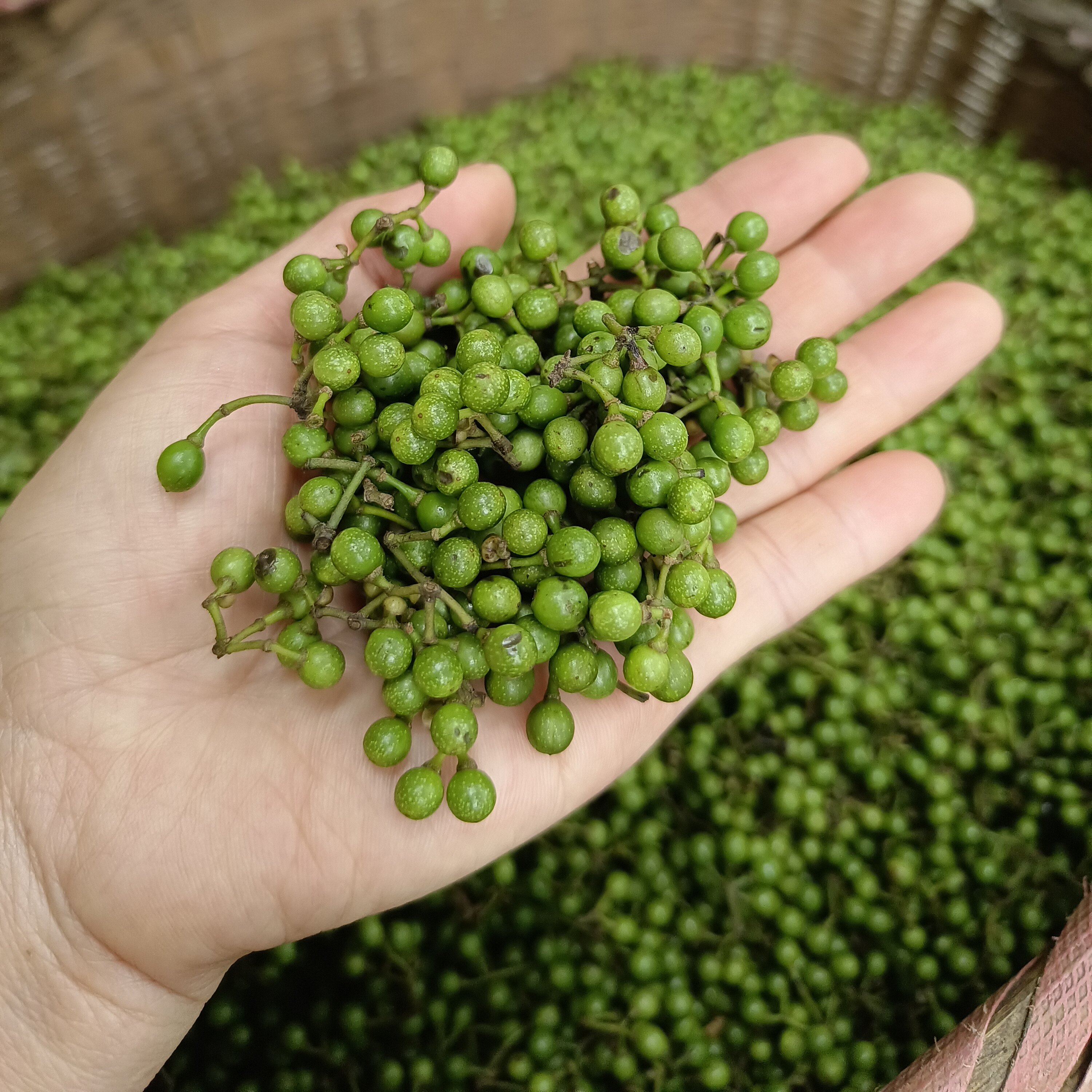 新鲜木姜子鲜嫩货山胡椒山苍子江子调味香料泡菜云南贵州湖南特产