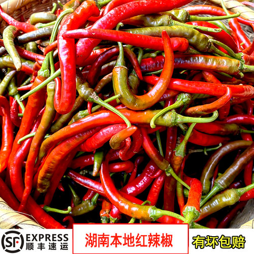 新鲜软皮红辣椒5斤农家自种顺丰