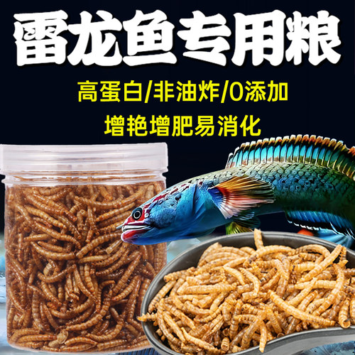 雷龙鱼高蛋白面包虫干观赏鱼饲料