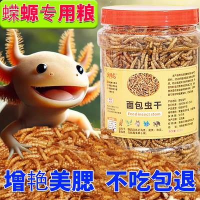 六角恐龙鱼蝾螈面包虫干