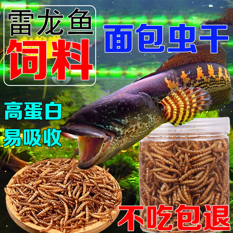 雷龙鱼饲料黄金眼镜蛇彩虹银龙鱼面包虫干玛卡蓝宝石专用增色粮