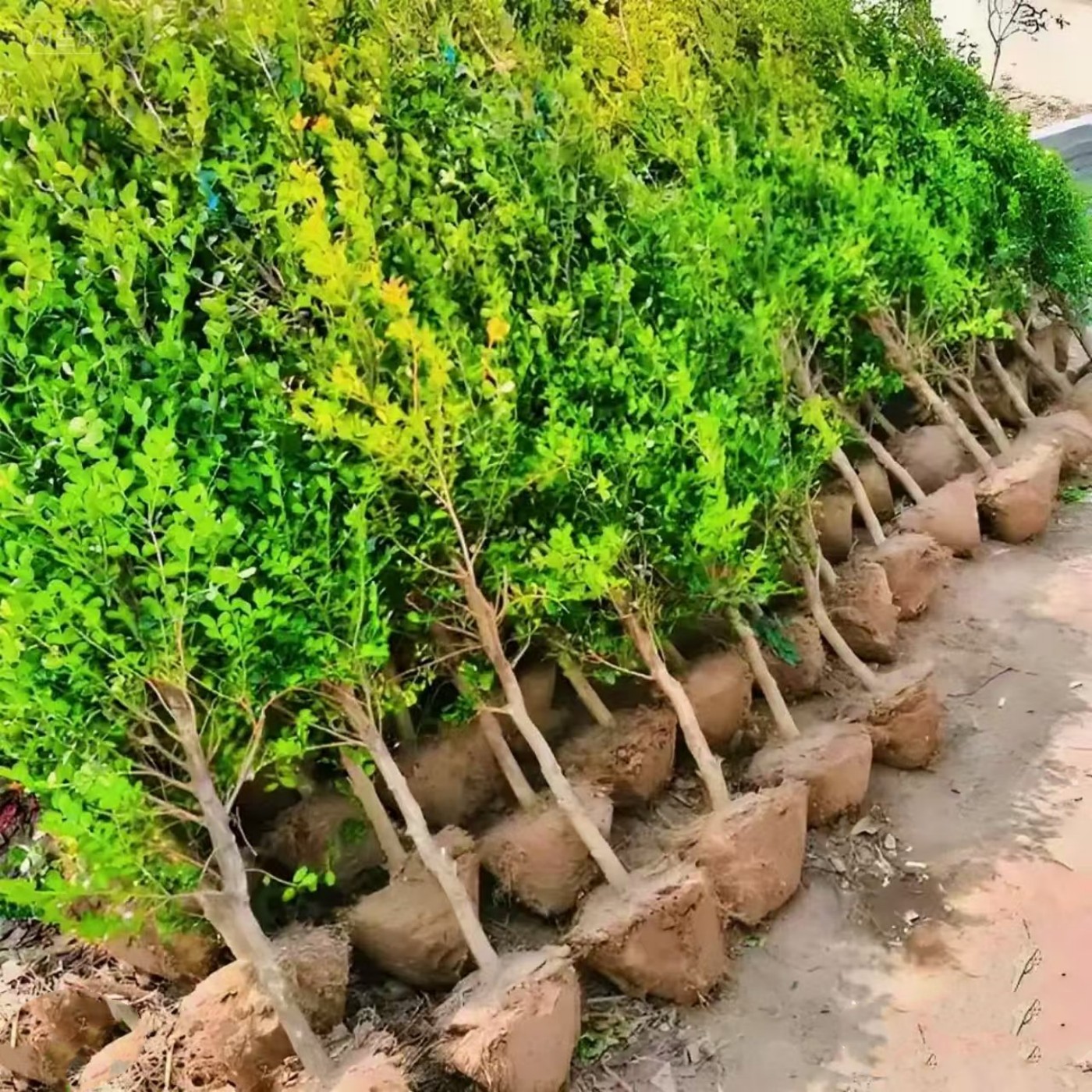 小叶黄杨树庭院耐寒常青盆景素材