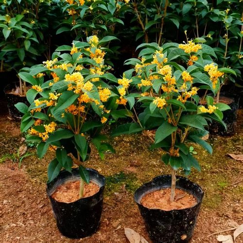 桂花苗四季常青开花耐寒浓香植物