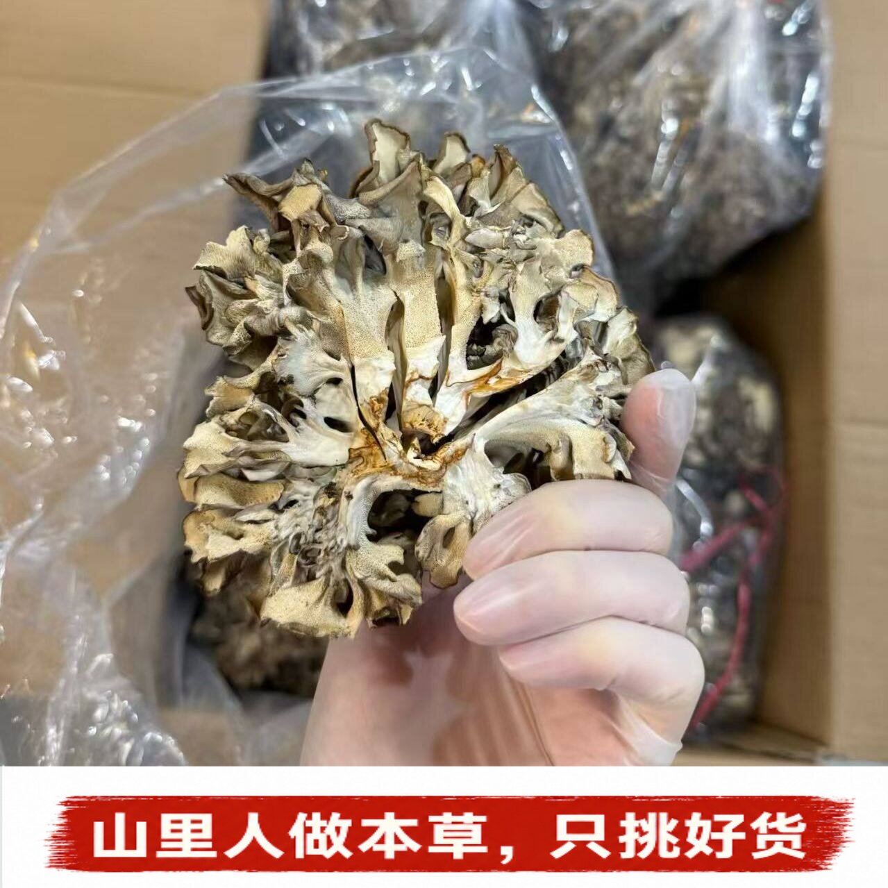 Mushroom灰树花】干货无泥灰树菇舞茸茶菊花菌栗蘑新鲜灰树花煲汤