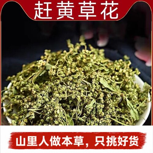 四川古蔺正宗野生赶黄草新茶