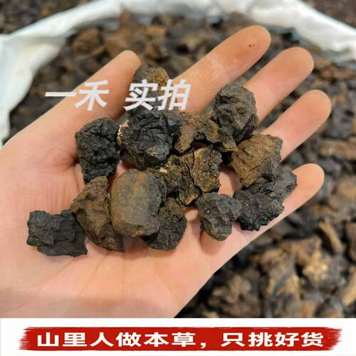 俄罗斯桦树茸桦褐孔菌250g黑金