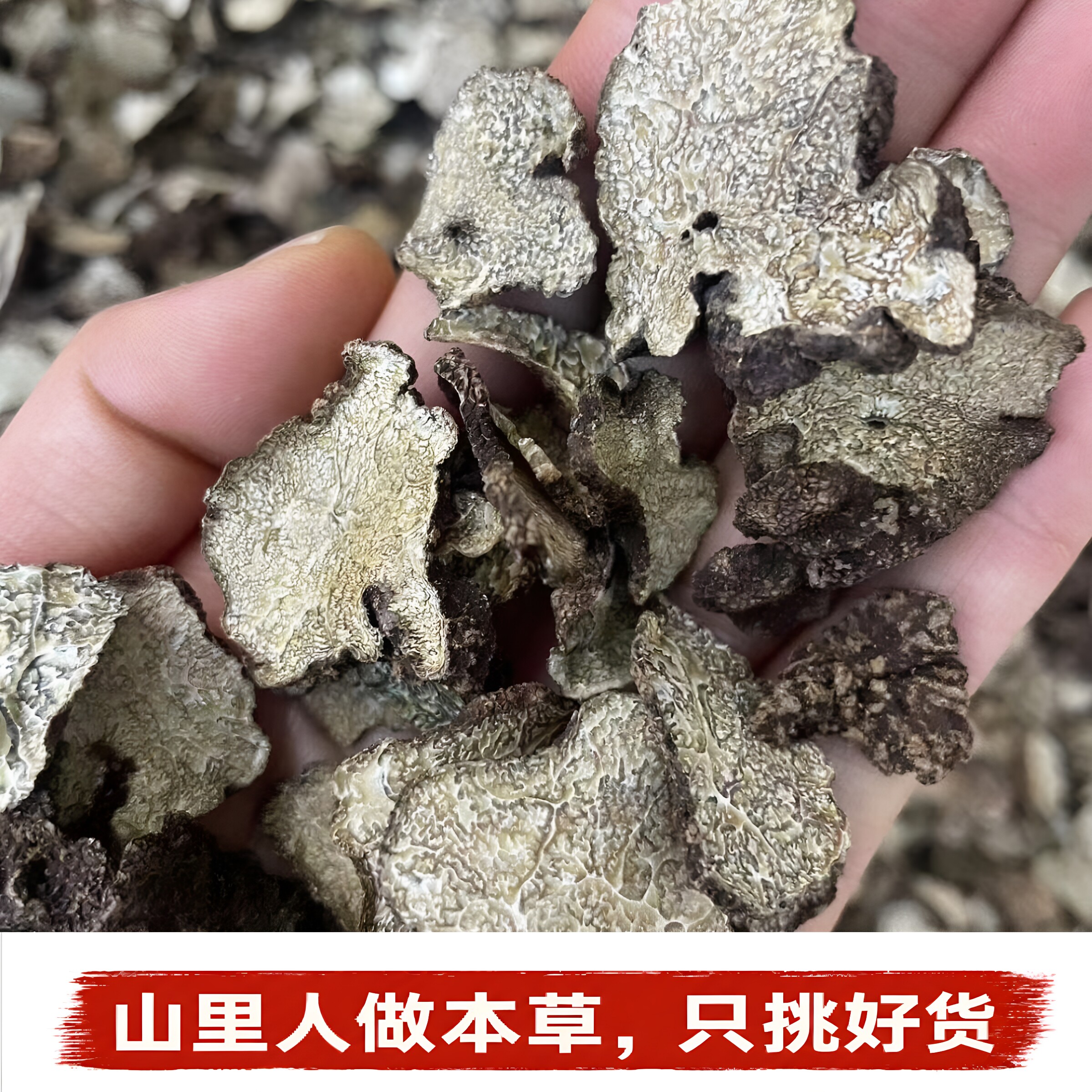 Wild Mushroom黑松露干片】云南特产野生菌猪拱菌黑松露干货煲汤