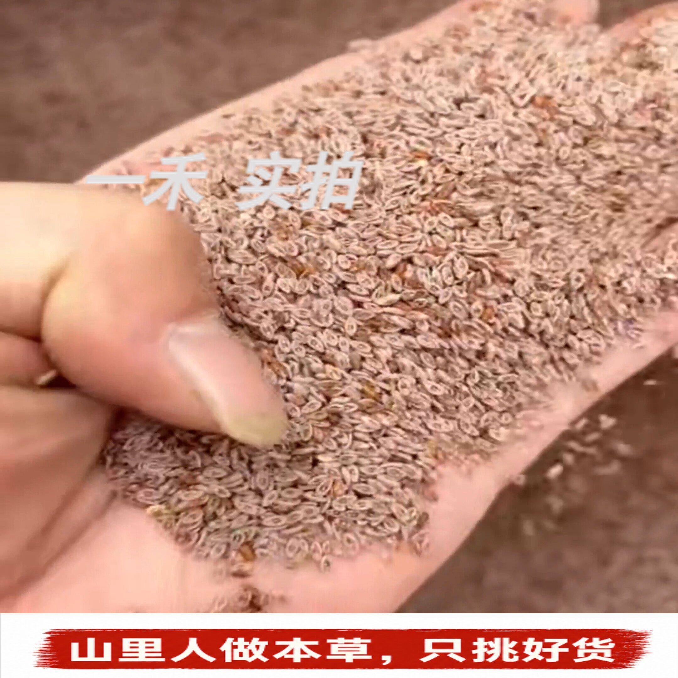 藏莲荚】新货云南山货藏连夹洋车前子藏雪莲子藏青果荚滋补无糖