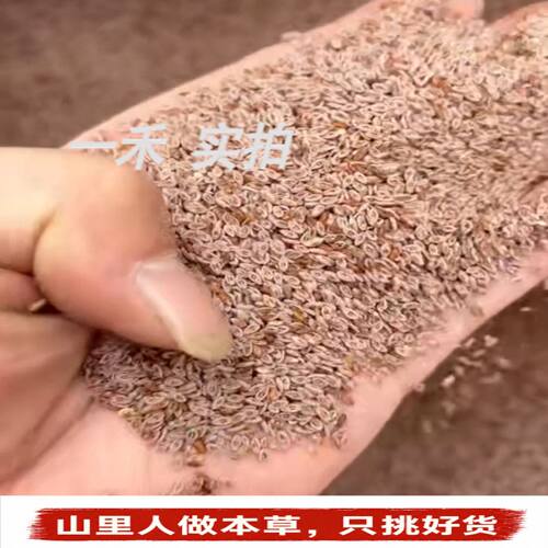 特级藏莲荚雪莲子手搓冰粉籽250g