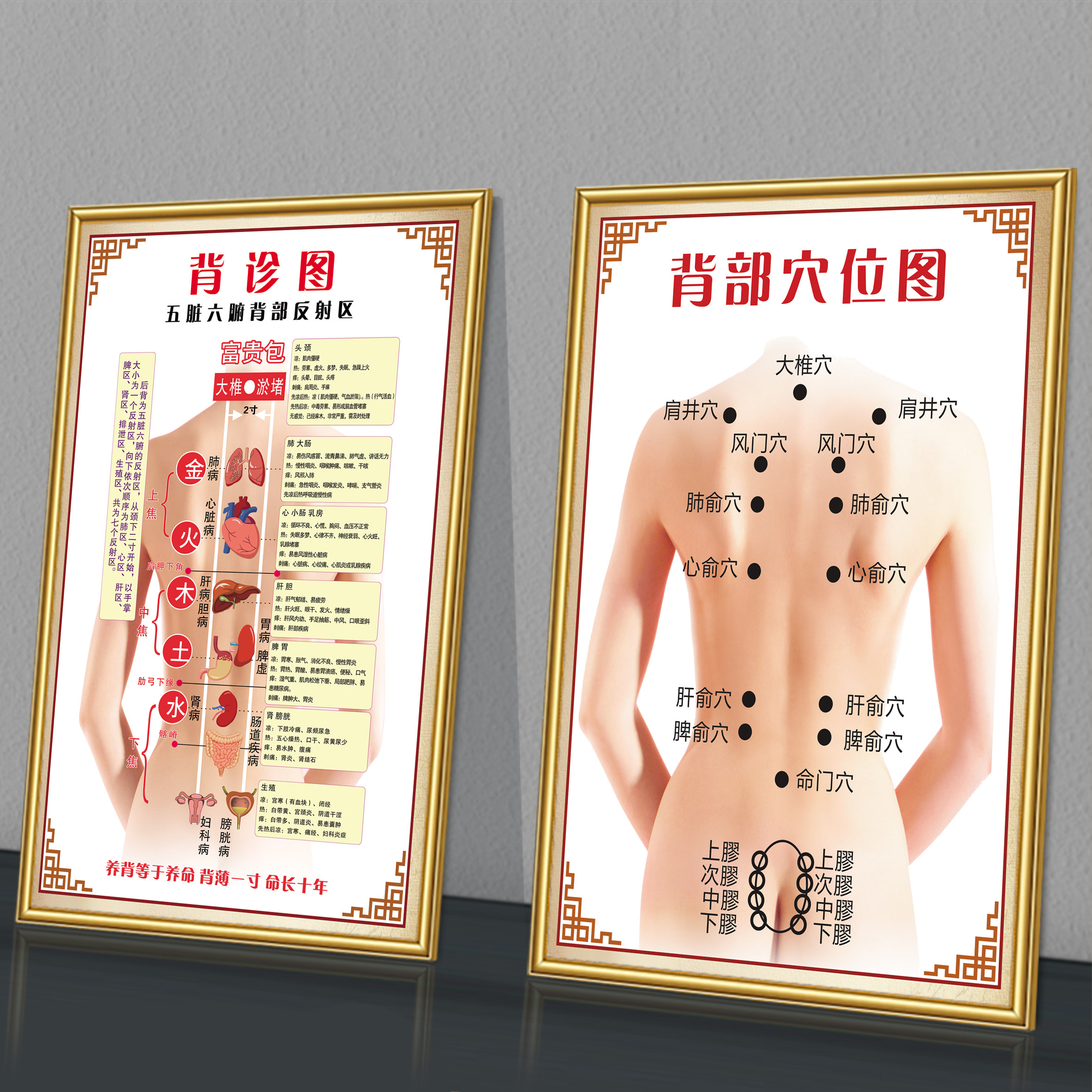 背诊穴位五脏六腑背部反射图海板图片