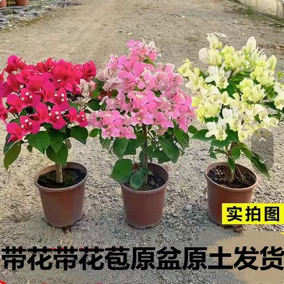 重瓣三角梅老桩盆栽四季开花中国红绿漳红樱室内阳台耐寒爬藤植物