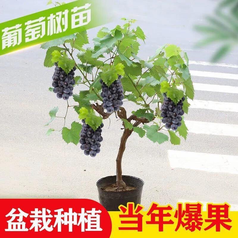 葡萄苗葡萄树阳光玫瑰蓝宝石大果葡萄盆栽