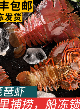 舟山大琵琶虾海虾枇杷虾商用
