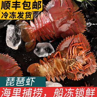 舟山大琵琶虾鲜活特大速冷冻九齿扇虾海鲜海虾枇杷虾海鲜水产商用