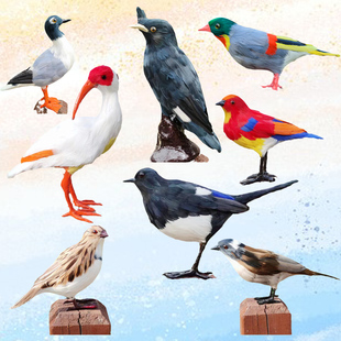 仿真鸟类摆件喜鹊玩偶太阳鸟百灵小号戴胜白头翁燕子模型斑鸠翠鸟