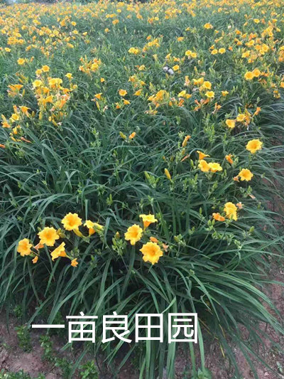 庭院绿化工程苗木鸢尾花苗 蝴蝶兰 青边金边麦冬草 金娃娃萱草玉在类目 鲜花速递/花卉仿真/绿植园艺, 花卉/绿植盆栽（新）, 花卉中 - 来自Buy2taobao.com提供专业的淘宝代购服务