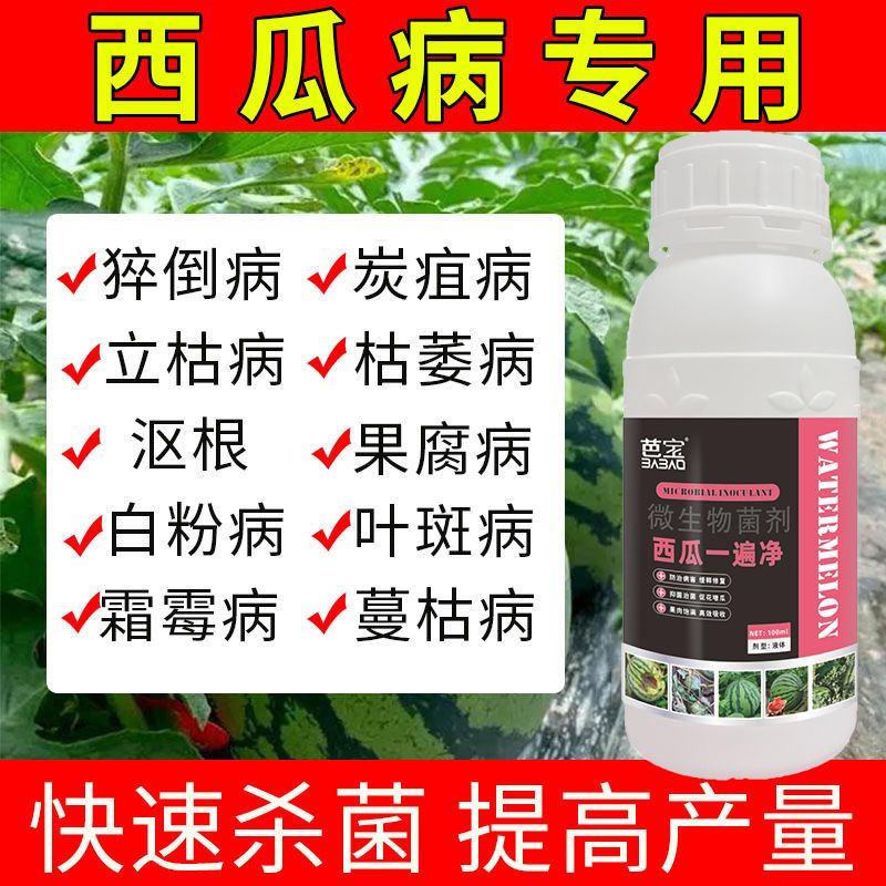 西瓜一遍净肥料甜瓜哈密瓜黄叶枯萎青枯赤斑蔓枯炭疽杀菌剂叶面肥
